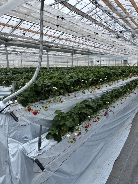 アグリス CO2を必要な場所へ 局所施用で増収・省燃油